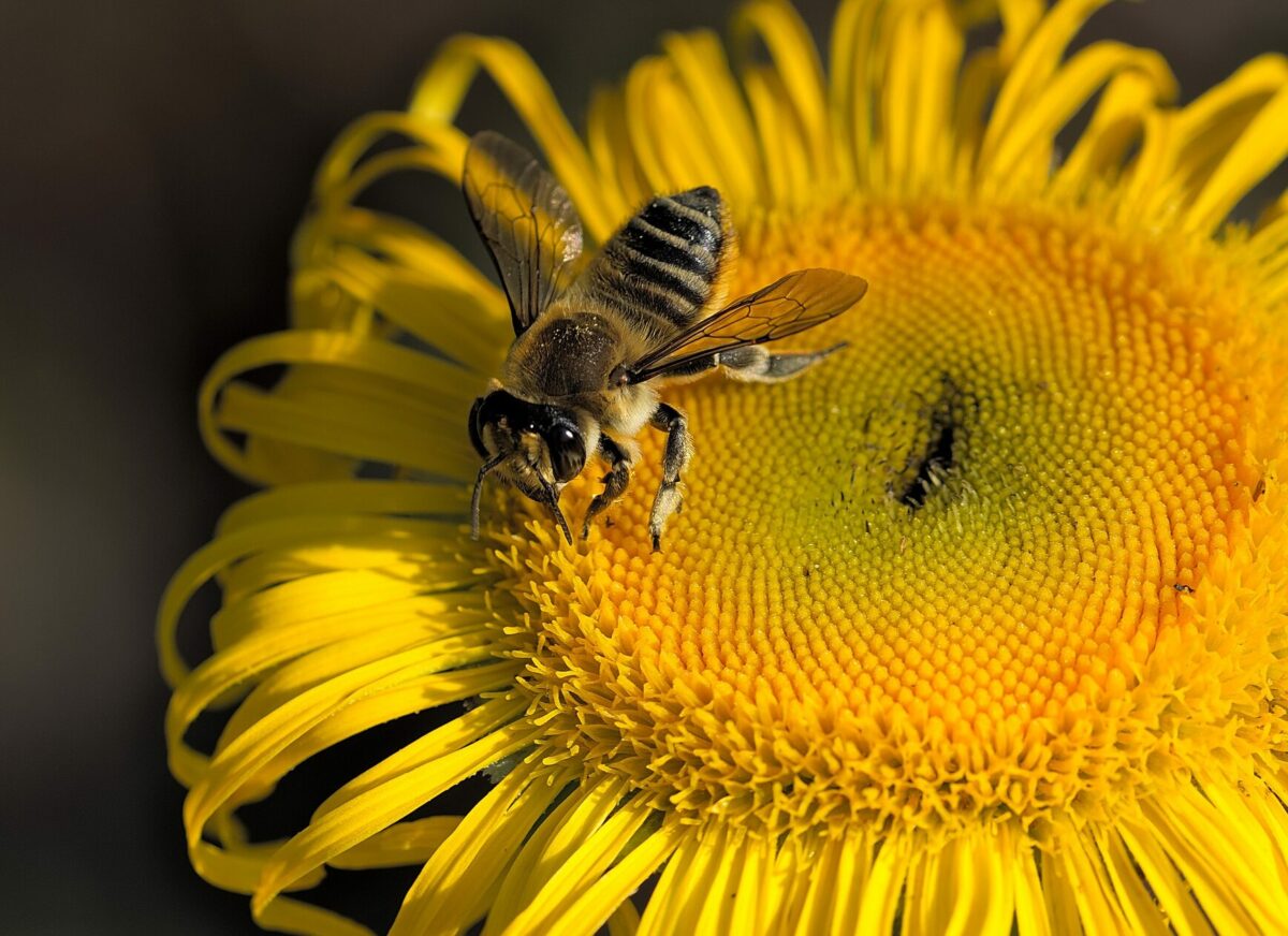 Biene auf Sonneblume